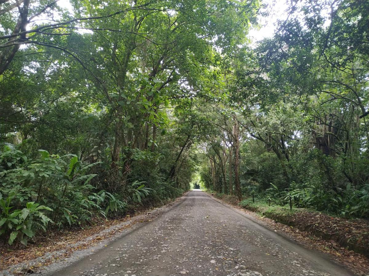 Four Monkeys Eco Lodge Jungle & Beach - The House Cabo Matapalo エクステリア 写真