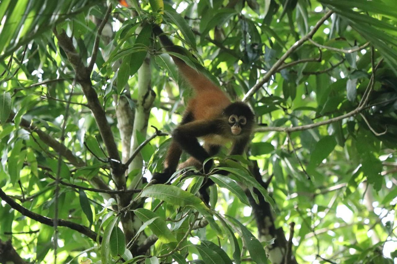 Four Monkeys Eco Lodge Jungle & Beach - The House Cabo Matapalo エクステリア 写真