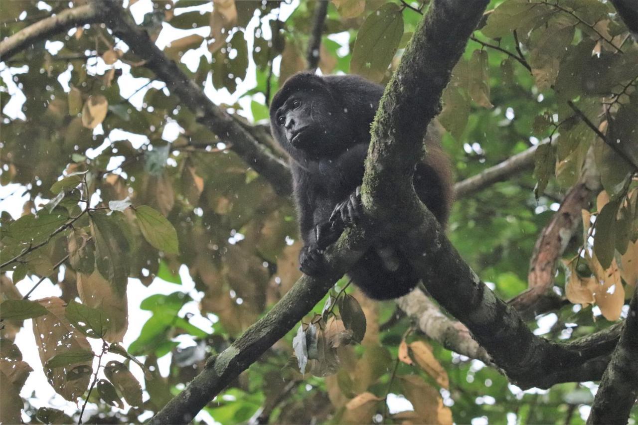 Four Monkeys Eco Lodge Jungle & Beach - The House Cabo Matapalo エクステリア 写真