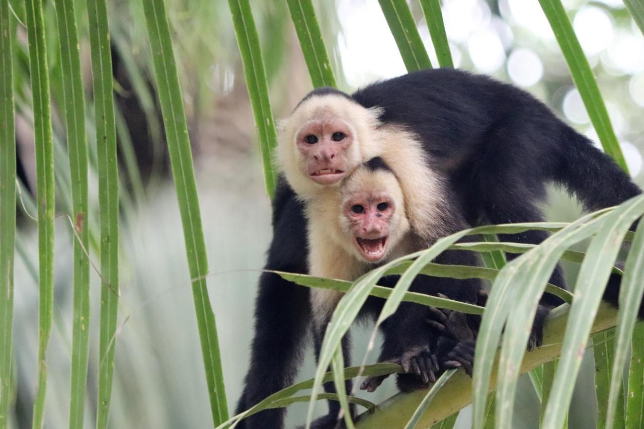 Four Monkeys Eco Lodge Jungle & Beach - The House Cabo Matapalo エクステリア 写真