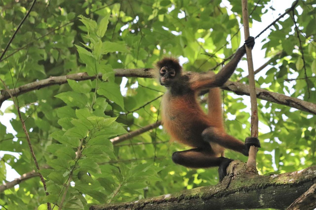 Four Monkeys Eco Lodge Jungle & Beach - The House Cabo Matapalo エクステリア 写真