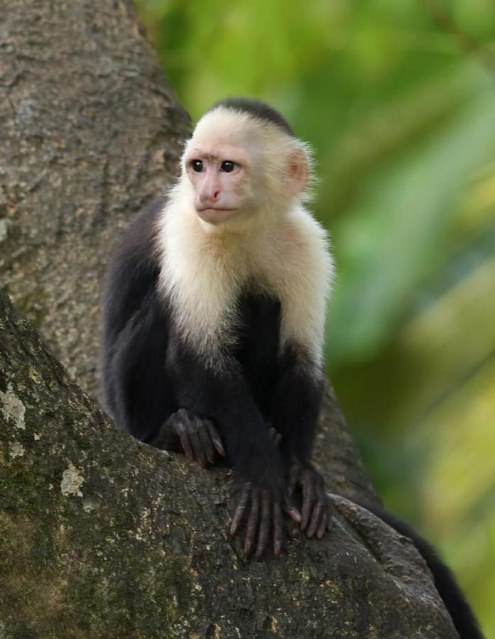 Four Monkeys Eco Lodge Jungle & Beach - The House Cabo Matapalo エクステリア 写真